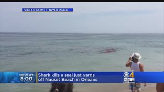 Shark Attacks Seal Near Surfers Off Cape Cod Beach [upl. by Dorkus]