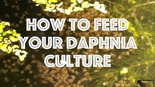 How To Feed Your Daphnia Culture [upl. by Alroi]