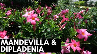 Mandevilla and Dipladenia [upl. by Zinnes266]