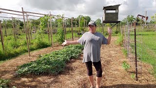 Avoid this MISTAKE when using Hay as Mulch  Ruth Stout Method [upl. by Dian]