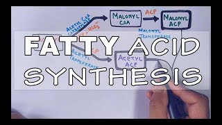 Fatty Acid Biosynthesis  Part II [upl. by Adeuga433]