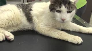 Hyperthyroidism in cats [upl. by Ynetsed]