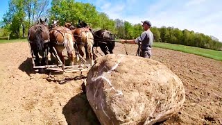 FOUR DRAFT HORSE POWER Can They Pull This HUGE Boulder [upl. by Ettezil441]