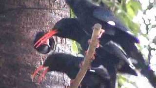 Redbilled Wood Hoopoe Part 10 [upl. by Ahsilyt192]