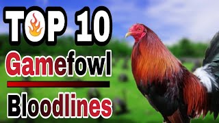 TOP 10 GAMEFOWL BLOODLINES [upl. by Upton806]