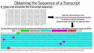 Retrieving Gene amp Promoter Sequences [upl. by Yrro]