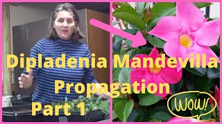 Part 1 How to Propagate  Propagating Taking Cuttings From Dipladenia Mandevilla Vine [upl. by Viola548]