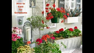 GERANIUM CARE BASICS amp 4 GERANIUM TYPES  Shirley Bovshow [upl. by Refinneg243]