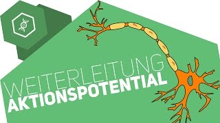 Weiterleitung des Aktionspotentials [upl. by Rani]