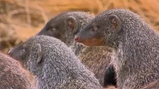 One Mongoose Born Every Minute  Banded Brothers The Mongoose Mob  BBC Earth [upl. by Armbruster92]