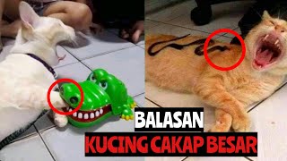 Kompilasi Kucing Comel dan Lucu Buat Anda Ketawa [upl. by Lani119]