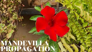 Propagate Mandevilla or Dipladenia from Stem Cuttings [upl. by Tybald915]