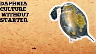 HOW TO CULTURE DAPHNIA NATURALLY WITHOUT A STARTER [upl. by Hanid]