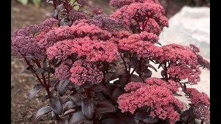 Best Perennials  Sedum Dark Magic Stonecrop [upl. by Aved]