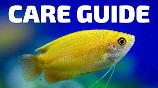 Care Guide for Honey Gourami  Aquarium CoOp [upl. by Thorman]