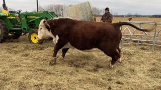 Hereford Bull Gets Rough [upl. by Thissa]