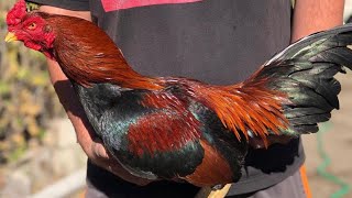 Best Asil Broodcocks 2021 Gamefowl [upl. by Anelhtac]