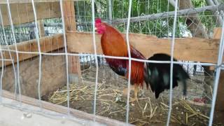 Morning feeding American gamefowl [upl. by Ok]