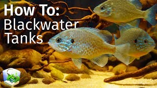 Guide to Blackwater Tanks Inspired by Nature — Biotope Aquascape [upl. by Gardel]