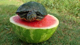 Turtles Love Watermelon [upl. by Zeus]