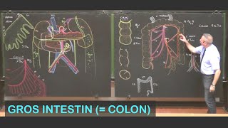 Anatomie du gros intestin colon Abdomen 7 [upl. by Killigrew450]