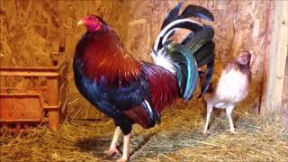 How to Start Gamefowl Breeding 2 [upl. by Esele]