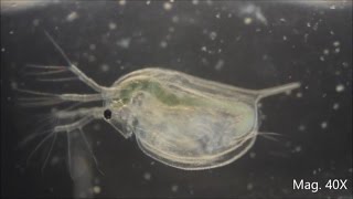 Daphnia magna under the Microscope [upl. by Nerej]