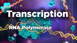 Transcription  RNA synthesis  RNA polymerase [upl. by Georgianna972]