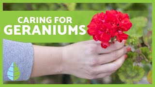 CARING FOR GERANIUMS 🌸🍃 Pruning irrigation light and more [upl. by Aittam902]