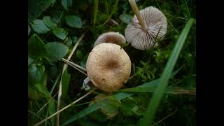 Entoloma noordeloosii [upl. by Hirsch]