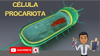 Célula Procariota  funciones  partes  estructura [upl. by Hazlip]