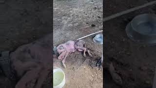 Dog Starved Chained amp Left To Burn Alive [upl. by Wini]