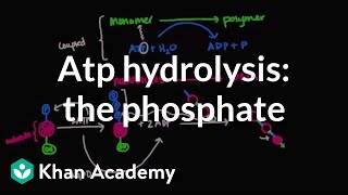 ATP hydrolysis Transfer of a phosphate group  Biomolecules  MCAT  Khan Academy [upl. by Nadual]