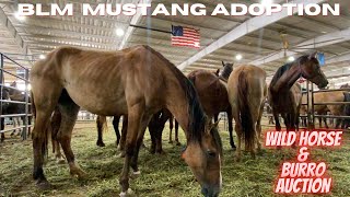 BLM Wild Mustang amp Burro Adoption amp Auction Bring Home Your Own Wild Horse Looking New Project [upl. by Anelrats287]