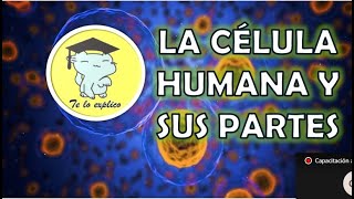 LA CÉLULA HUMANA Y SUS PARTES [upl. by Ybba]