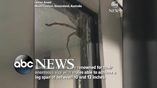 Hauntingly huge spider spotted in Australia [upl. by Macmullin]