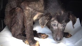 Rescue of Starving Terrified Dog Who Never Wagged Her Tail [upl. by Eniarrol268]