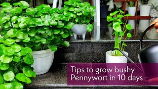 Pennywort care  Tips to make bushy Pennywort in 10days [upl. by Milka]