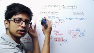 RNA Processing in eukaryotes  RNA splicing capping and editing [upl. by Angle]