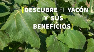 🍠 YACÓN 😲 BENEFICIOS y USOS [upl. by Eneluj]