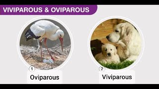 Viviparous and Oviparous animals  Reproduction in animals [upl. by Anoniw]