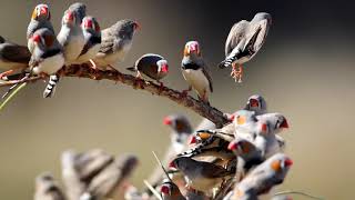 Zebra finches in Australia [upl. by Tedd]