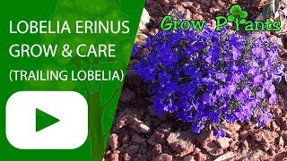 Lobelia erinus  grow and care Trailing lobelia flowers [upl. by Mcconaghy]