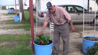 Planting Mandevilla and Moon Vine Flowers Ep 125 [upl. by Wilber24]