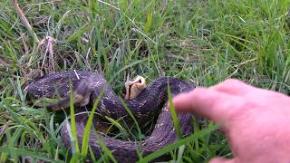 Hognose Snake Hisses and then plays dead [upl. by Alliber]