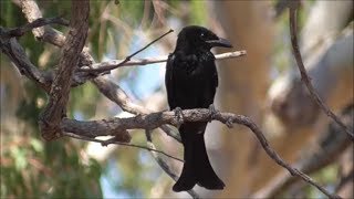 Spangled drongo Dicrurus bracteatus [upl. by Algie406]