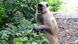 Angry Langur Monkey SOUNDS [upl. by Bank740]