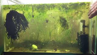 Scuds Daphnia Cherry Shrimp Copepods My aquatic food culture [upl. by Novla]