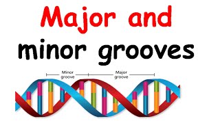 Major groove and minor groove [upl. by Auahsoj624]