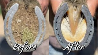 Farrier ASMR  Hoof Restoration  Satisfying [upl. by Fatsug]